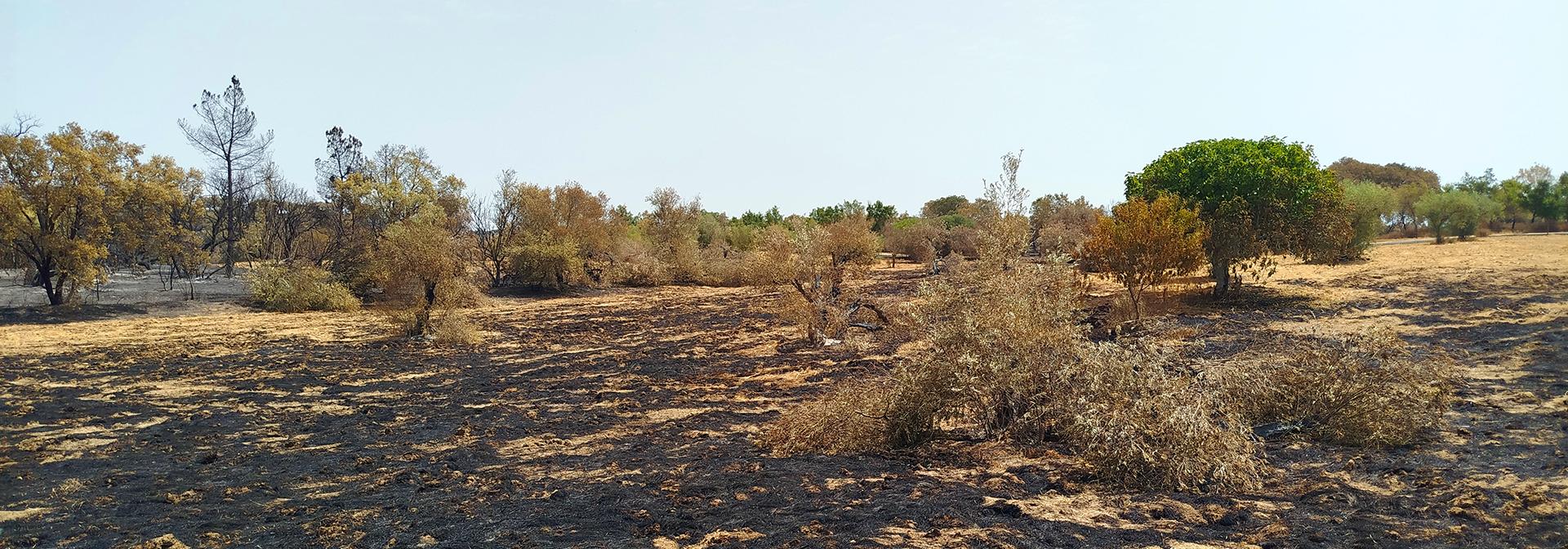 Apoio Pecuário Extraordinário – Incêndios Rurais 2025