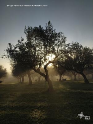 1.º lugar - "Ovinos de D. Sebastião" - © Foto de João Xarope