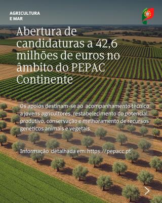 Abertura de candidaturas a 42,6 milhões de euros no âmbito do PEPAC no Continente 