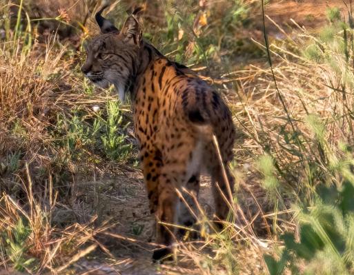 Lince Ibérico