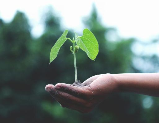 Planta