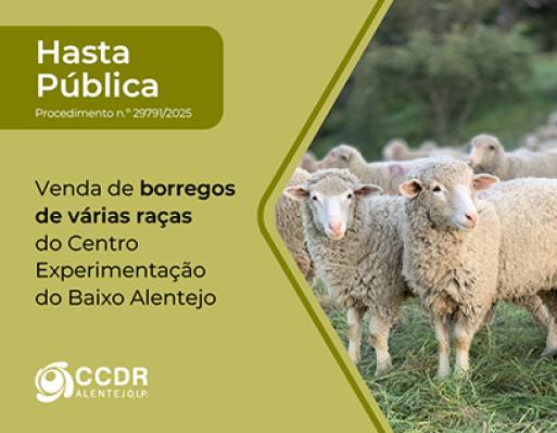 hasta pública - venda de borregos