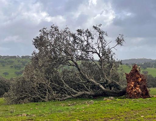 Ministério da Agricultura e Mar disponibiliza 40 milhões de euros para agricultores afetados pela depressão “Kristin”