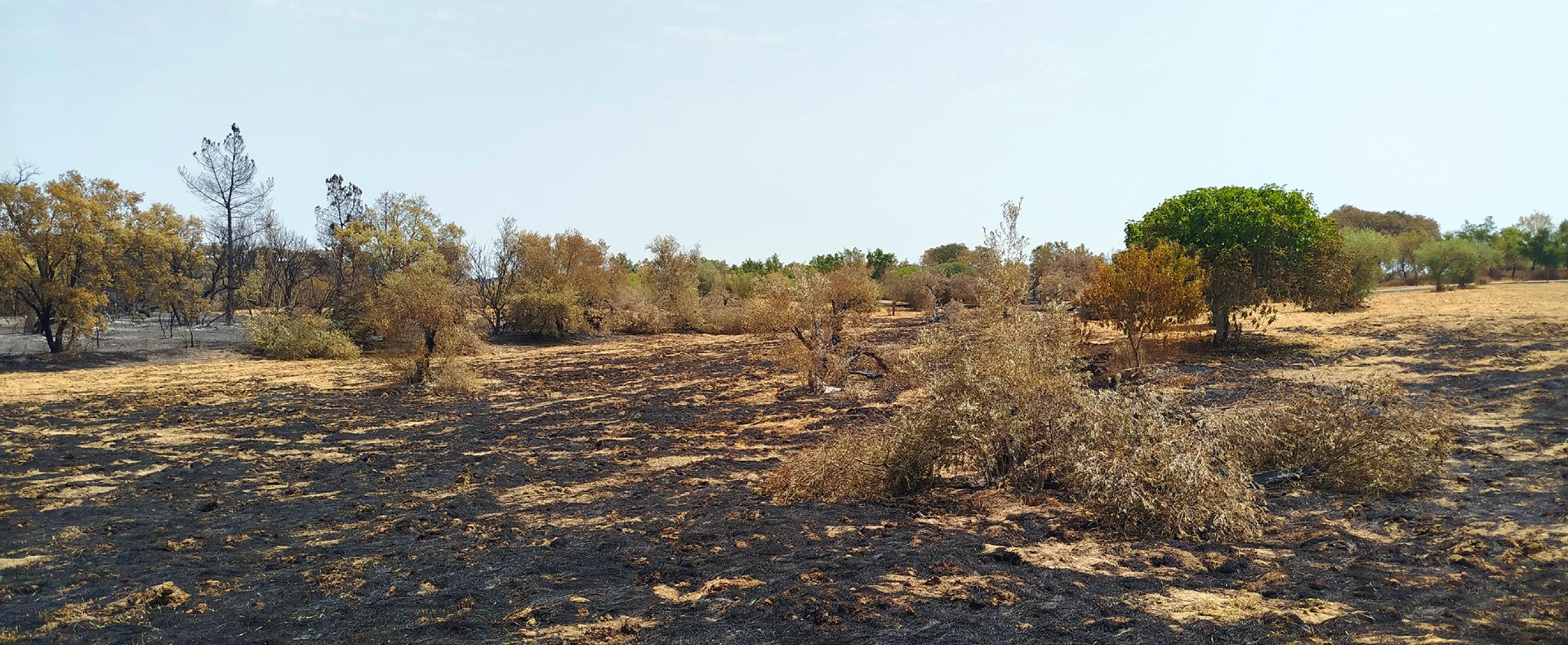 Apoio Pecuário Extraordinário – Incêndios Rurais 2025